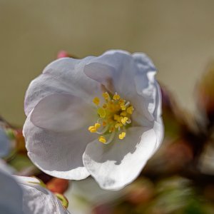 Delicate Cherry Blossom.jpeg