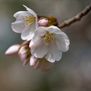 Cherry Blossoms Blooming.jpeg