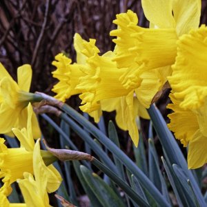 daffs77d2k.jpg