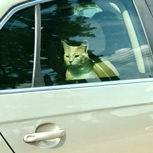 Car Cat.jpg