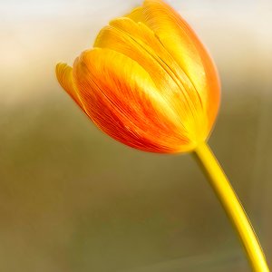 Softly Glowing Tulip.jpeg