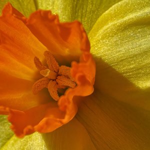 Orange Popping Out.jpeg