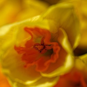Yellow and Orange Sunshine.jpeg