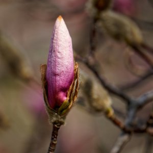 Tulip Magnolia Ready to Open.jpeg