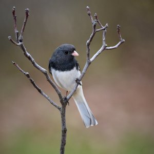 Dark-eyed Junco 1.jpg