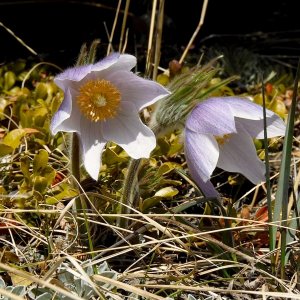 21F_190aPasque.jpg
