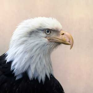 _7007088 v2.jpg