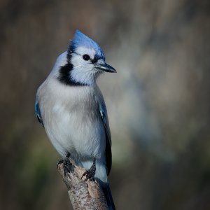 Blue Jay 1.jpg