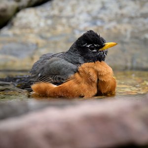 American Robin 4.jpg