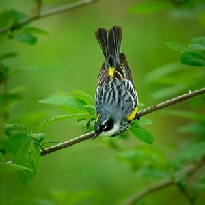 Myrtle Warbler 5.jpg
