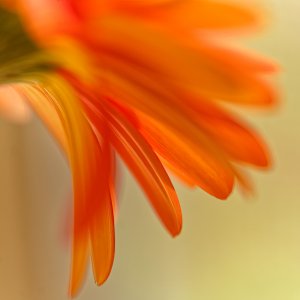 Orange Petals.jpeg