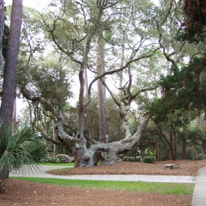 ST Simons 2002.jpg