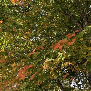 IMG_7790.jpg