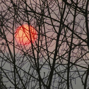 Sunset behind trees.jpeg