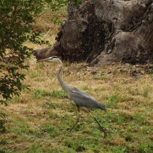 crane walking 3 copy.jpg