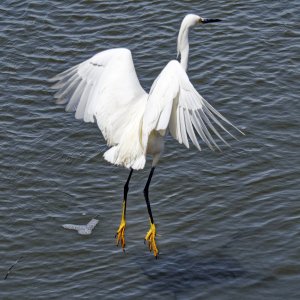 thiswaytotheegret2k.jpg