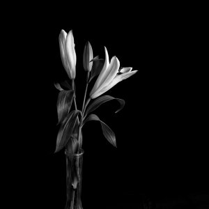  B&W Lilies.jpeg