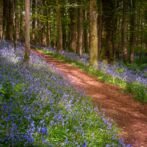 Portpatrick Bluebells small PL.png