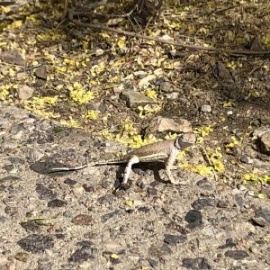 greater earless lizard.jpg