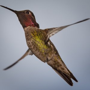 2017-0407-hummingbirds008.jpg