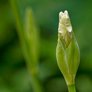 Irises Ready to Open.jpeg