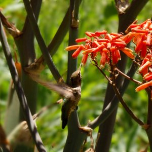 hummer at aloe plantx.jpg