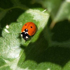 ladybug on thistle leaf copy.jpg