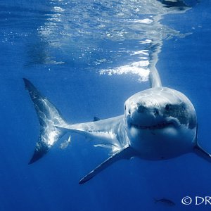 Shark-Trip-1391.1.jpg