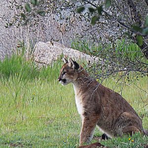 mountain lion cub sittingx 2.jpg