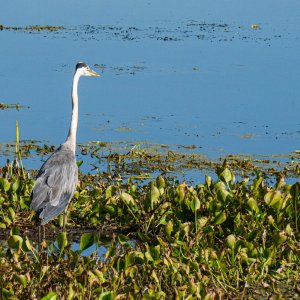 Wetlands May 2022 - 2500px-4.jpg