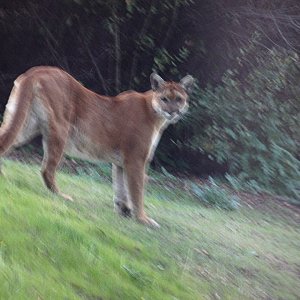 mountain lion coming down hillx.jpg