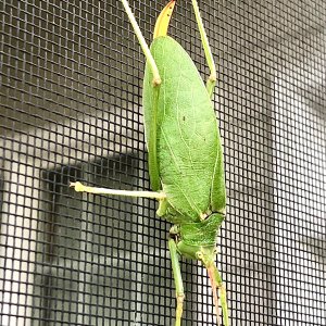 IMG_7185.jpg