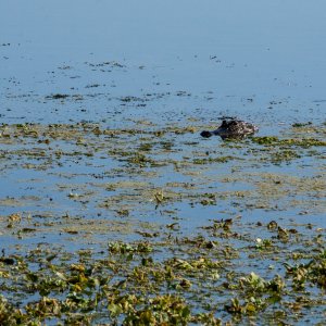 Wetlands May 2022 - 2500px-5.jpg