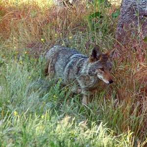 coyote 2 psx_compress42.jpg