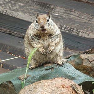 How dare you! I have NOT been in the bird seed..jpg