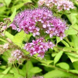 IMG_9477b.jpg
