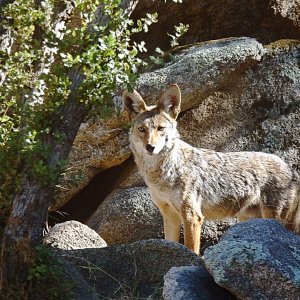 coyote in rock outcropping behind house.jpg
