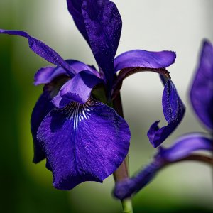 Purple to the Max.jpeg