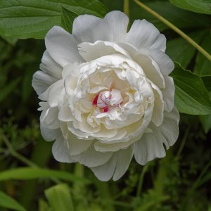 peony22k.jpg