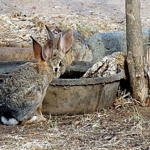 bunnies drinkind 2headxcrop.jpg