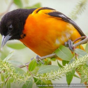 Baltimore Oriole.jpg