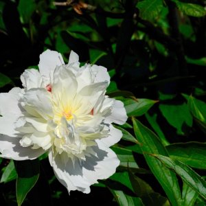 White Peony.jpg