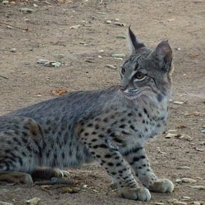 bobcat lookbackx.jpg