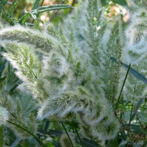 fluffy creek foxtails.jpg