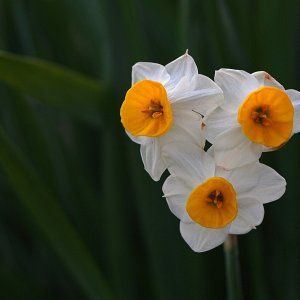 3 daffodilsx.jpg