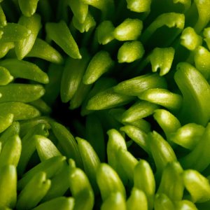 Green.jpeg