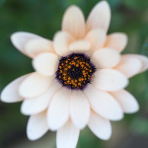 Flower_IMG_1162-01.jpg