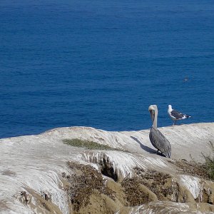 cove pelican-gull crop.jpg