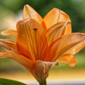 Orange Lily With Teardrop.jpeg