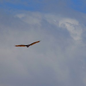 buzzard soaring 2 7.9.22 x.jpg